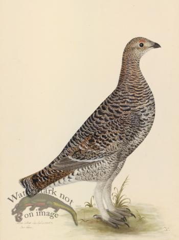 BLACK GROUSE HEN . PL 20